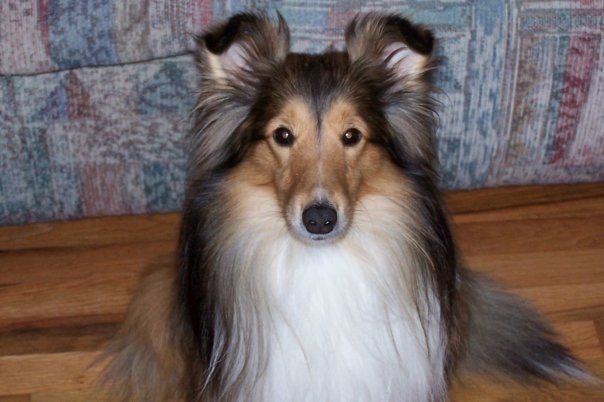 how do you tip a sheltie ear