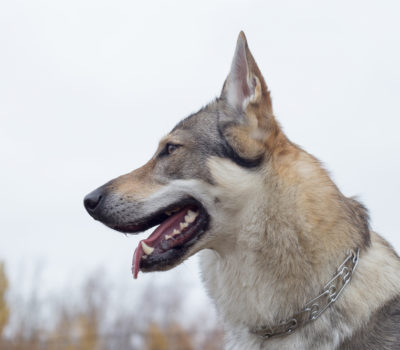 Czechoslovakian Vlcak,CSV,Czechoslovakian Wolfdog,