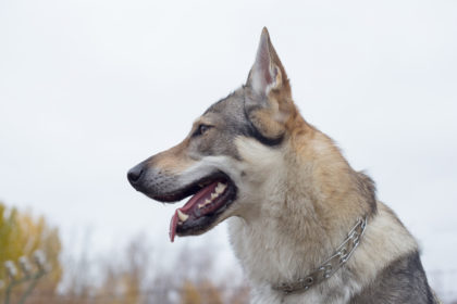 Czechoslovakian Vlcak,CSV,Czechoslovakian Wolfdog,