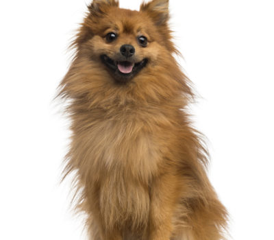 German Spitz,Pomeranian,Keeshond,Mistbeller, dunghill barker,Torfhund