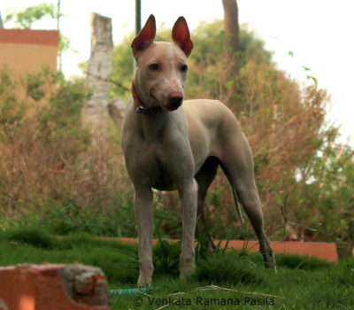 Jonangi,herding dog,