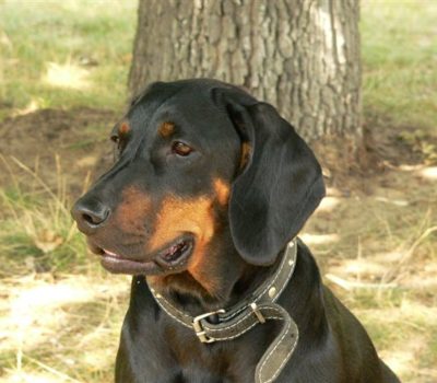 Polish Hunting Dog