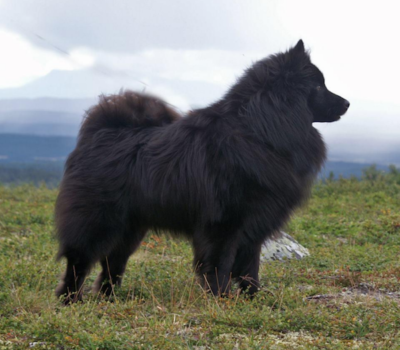 Svensk lapphund, Swedish Lapphund, legend,mythology,Sami,Black Beauty of Norrland