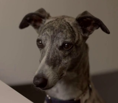 TV, commercial, advertising, Whippet