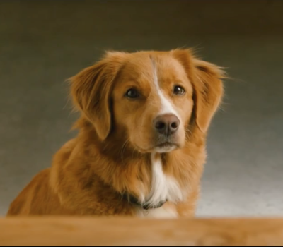 Nova Scotia Duck Tolling Retriever,Purdey,TV, advertising, commercial