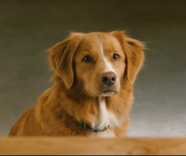 What Breed Of Dogs Are In The Nexgard Commercial