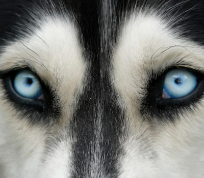 Siberian Husky,eyes,