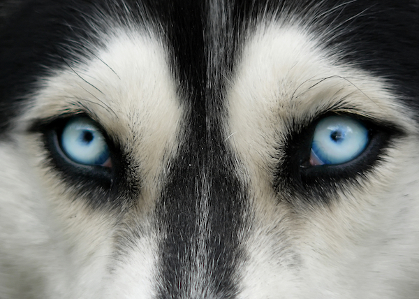 Siberian Husky,eyes,
