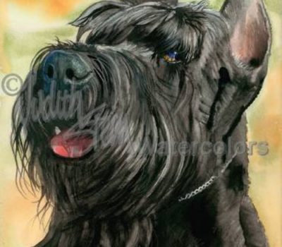 Giant Schnauzer,Oberlander, Munchener, Munich Schnauzer,Russian Bear Schnauzer