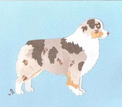 Miniature American Shepherd,MAS