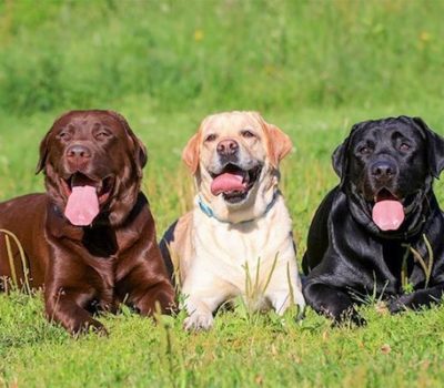 Labrador Retriever, color,breed standard