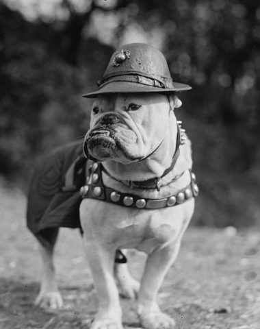 Sgt. Major Jiggs,Bulldog,Marine Corp,mascot,banndogge,Shakespeare,Prestwich Eaton