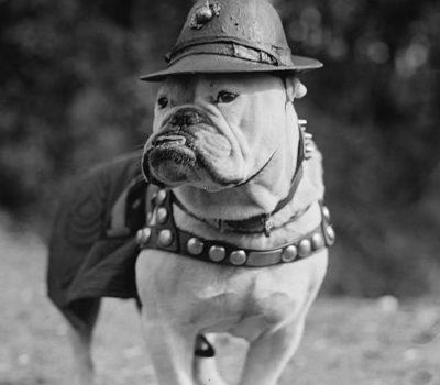 Sgt. Major Jiggs,Bulldog,Marine Corp,mascot,banndogge,Shakespeare,Prestwich Eaton