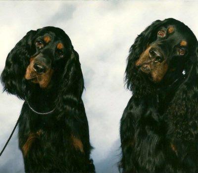 Gordon Setter, Daniel Webster,George Blunt,Black and Tan Setter,castle setters