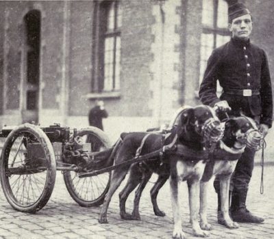 Mâtin Belge,Belgian Mastiff, Belgian draft dog,