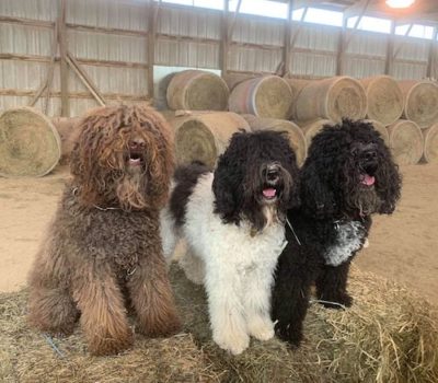 Barbet,water dog,