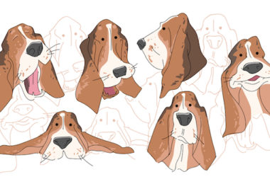 Beagle,Basset Hound,foot hound,beagling, basseting