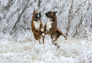 Boxer,Bullenbeisser,name