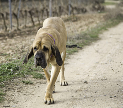 Fila Brasileiro,Brazilian Mastiff,Brazilian Molosser,Cao de Fila