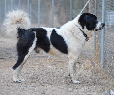 Greek Shepherd,Greek Mastiff, Greek Sheepdog,Hellenikos Poimenikos,Olympus Dog