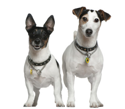 Irish,terrier,language,brocaire,Jack Russell Terriers