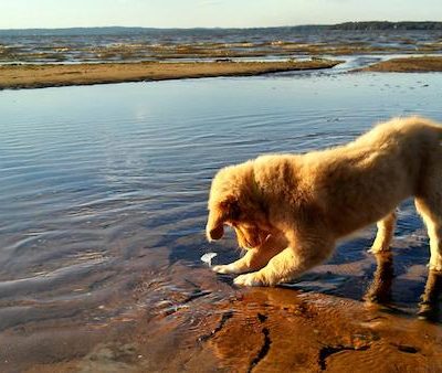 Nova Scotia Duck Tolling Retriever,advertising,commercial,Fair Dinkum Award