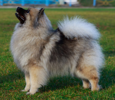 Keeshond,trousers,coat,grooming