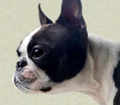 Boston Terrier, Dog World, National Dog Week, William Judy, Dog Writer’s Association of America