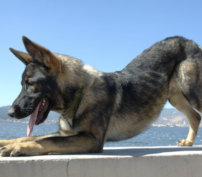 Kunming Wolfdog, Chinese Wolfdog,Kūnmíng lánggǒu