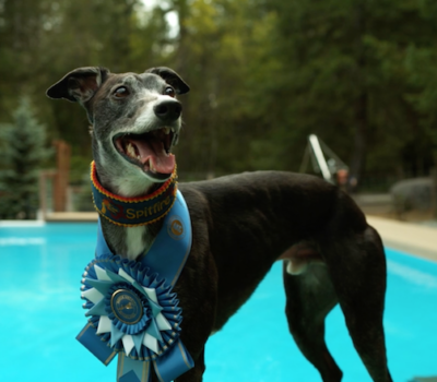 Whippet,Dock Diving, Spitfire, Spittie, Sydney Gersich