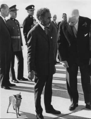 Haile Selassie,chihuahua,Great Dane