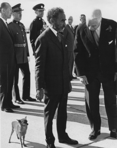 Haile Selassie,chihuahua,Great Dane