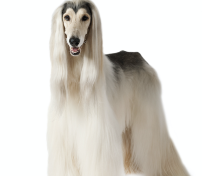 Afghan Hound,topline,back