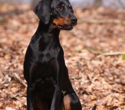 Austrian Black and Tan Hound Austrian Black and Tan Hound,Austrian Smooth-Coated Hound, Osterreischische Glattaarige, Brandlbracke, Bracke, Vieraugl,Slovensky Kopov,Vieraugli