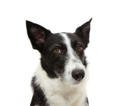 Border Collie, stock dog, herding dog