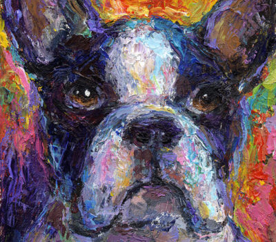 Boston Terrier, head, standard