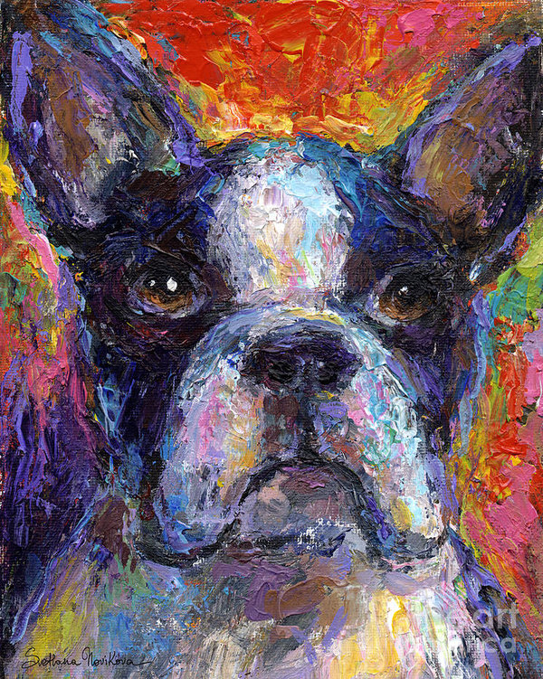 Boston Terrier, head, standard