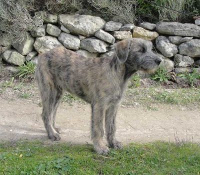 Mastino Fonnese,Cane di Fonni, Fonnese Mastiff, Fonnese shepherd, Fonnesu Antigu Dog,Sardinian Shepherd Dog