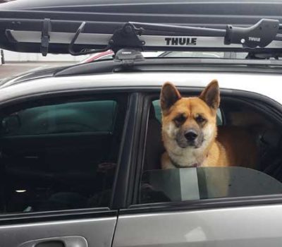 Akita, Subaru, Amekko-ichi festival,Inukko festival