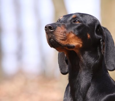 Austrian Black and Tan Hound Austrian Black and Tan Hound,Austrian Smooth-Coated Hound, Osterreischische Glattaarige, Brandlbracke, Bracke, Vieraugl,Slovensky Kopov,Vieraugli