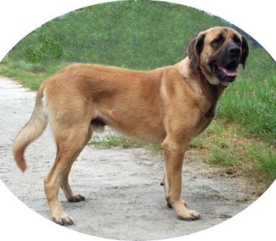 Belgian Mastiff, Mâtin Belge,Belgische Mastiff