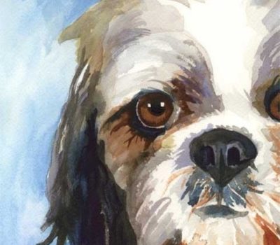 Shih Tzu,Dobie Markings, Phantom Marking, color