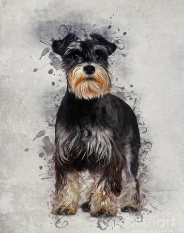  Findel, Miniature Schnauzer, Mrs. M. Slattery