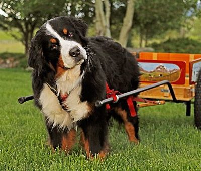 Bernese Mountain Dog,cart pulling, draft dog, Albert Heim