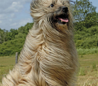 Museau Normal,Pyrenean Shepherd,coat,hair