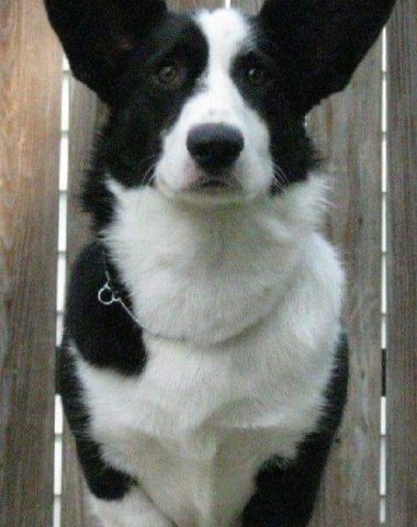 Cardigan Welsh Corgi,front,structure