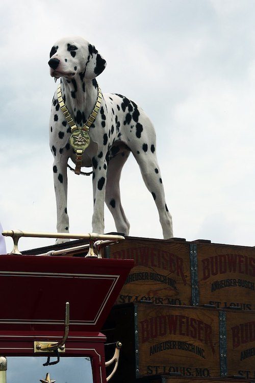 Carriage Dogs & Coach Dogs: What's the Diff?