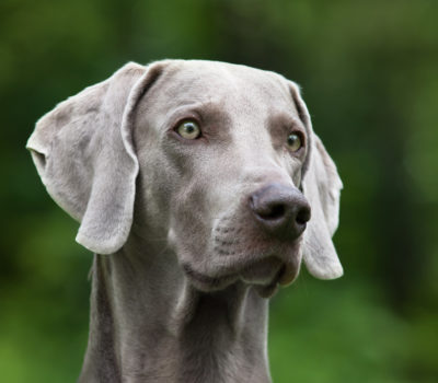 Weimaraner,structure,trumpet