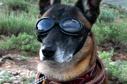 Doggles, Border Collie, Military dogs, police dogs