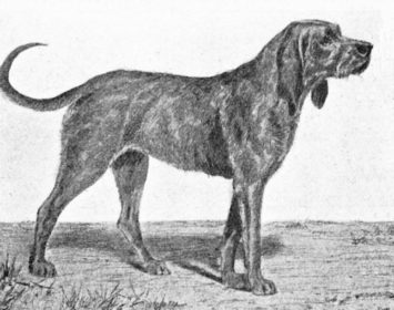 Dun Hound, Bloodhound, Francois Hubert Hubert Hound, Chien-gris